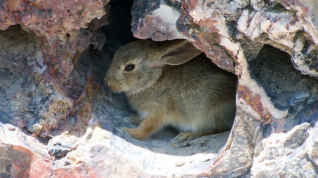 Pouštní králík v Národním parku Petrified Forest | © Park Ranger