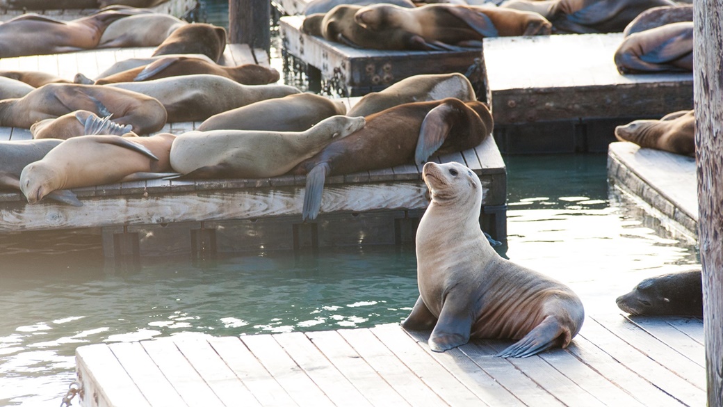 Pier 39 v San Franciscu: Molo s lachtany, akváriem a atrakcemi | © Pixabay.com